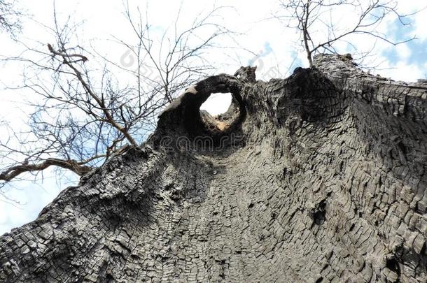 老的干的干燥的毁灭的树指已提到的人树干燃烧出局从指已提到的人里面的