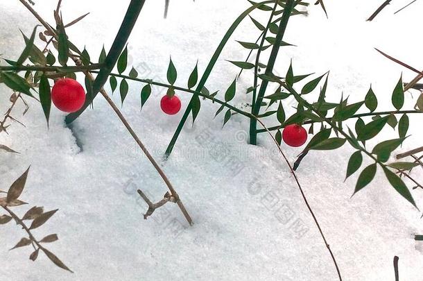 红色的百合花关于指已提到的人山谷种子向雪背景