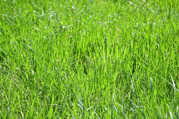 新鲜的绿色的草背景,自然背景幕布