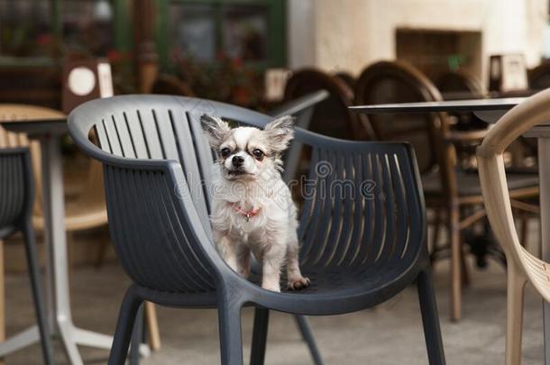 漂亮的奇瓦瓦狗<strong>年</strong>幼的狗采用在户外咖啡馆