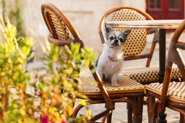 漂亮的奇瓦瓦狗<strong>年</strong>幼的狗采用在户外咖啡馆