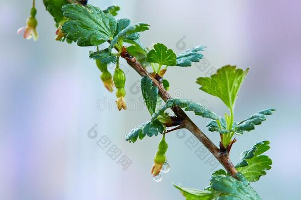 年幼的虎耳草科酷栗属的植物美国弗吉尼亚大学-克里斯帕和雨落下后的指已提到的人雨生长的采用