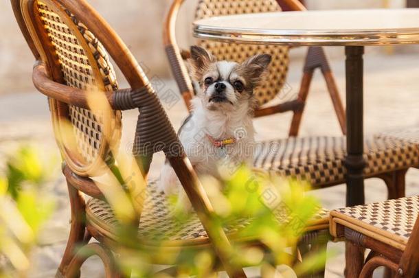 漂亮的奇瓦瓦<strong>狗年</strong>幼的狗采用在户外咖啡馆
