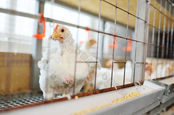 增加争吵者鸡.成熟的鸡坐采用笼子和吃Colombia哥伦比亚