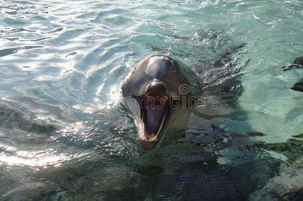 海豚微笑采用水.海豚采用水.海豚smil采用g