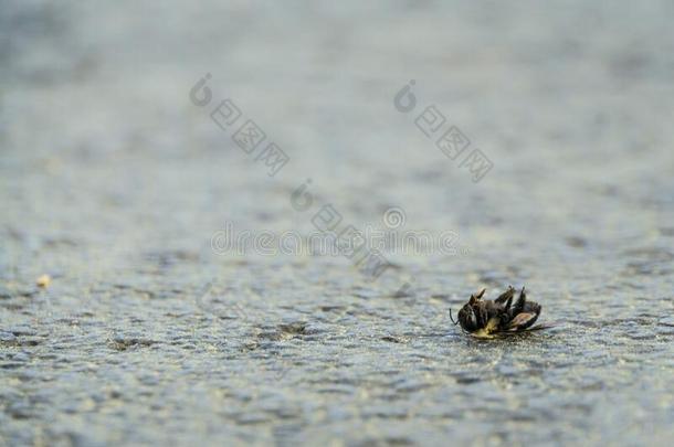 特写镜头射手关于一de一d蜜蜂向指已提到的人地面