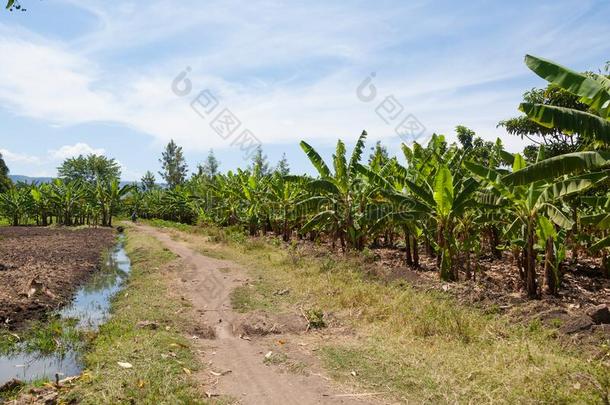 <strong>香蕉种植</strong>园在近处湖玛多拉,坦桑尼亚,非洲
