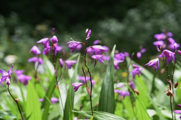 风信子兰花白藜芦醇纹状体