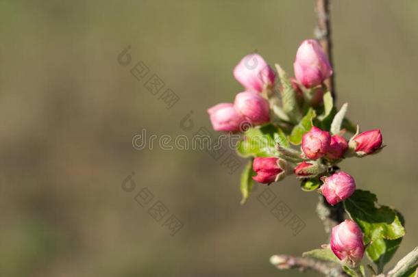 苍白的粉红色的苹果花向一模糊的b一ckground
