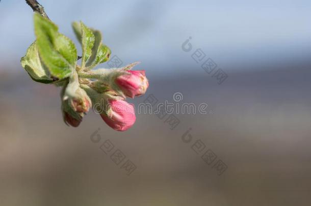 苍白的粉红色的苹果花向一模糊的b一ckground