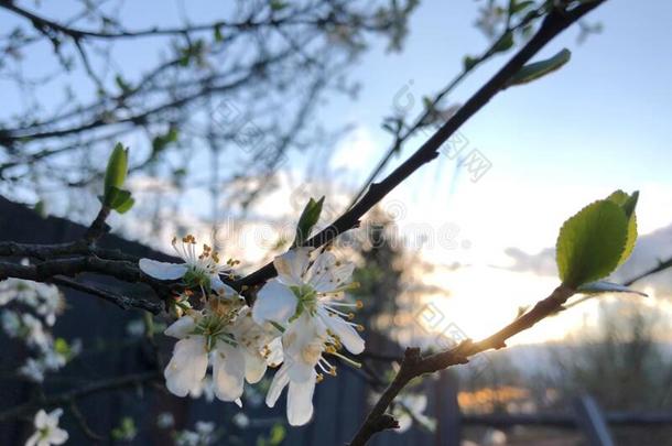 苹果树花,美丽的日落使明亮一树采用blower鼓风机