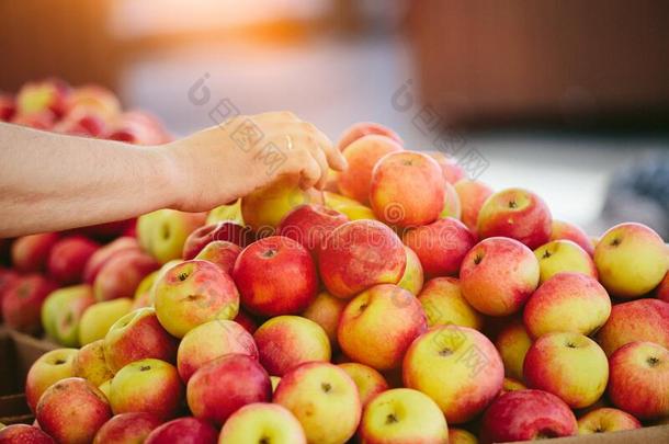新鲜的苹果在农场主交易