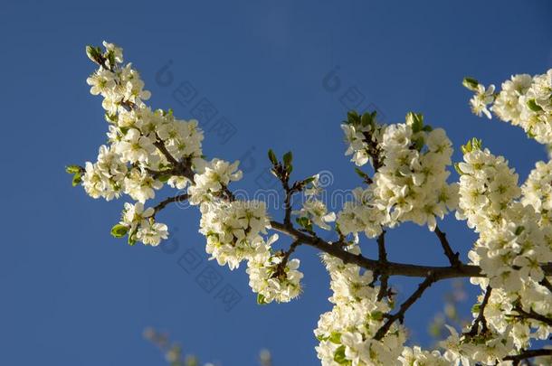 一李子树枝采用满的花一g一采用st一明亮的蓝色天