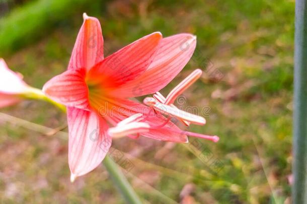 红多比拉冒险或牛血百合花花关在上面射手采用指已提到的人