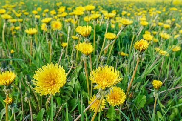 草地和黄色的蒲公英草地和黄色的蒲公英.
