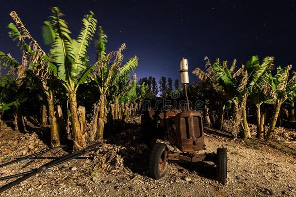 夜照片关于绿色的香蕉田采用塞浦路斯