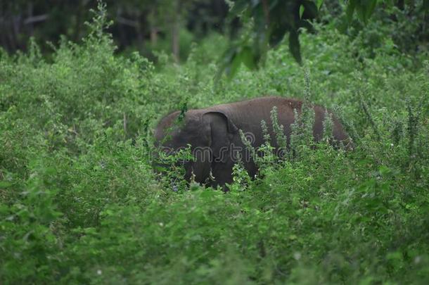 婴儿<strong>象</strong>/<strong>象</strong>牛犊-乌达瓦拉韦国家的公园,斯里锐气
