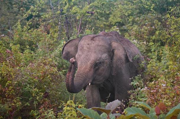 青少年象/象牛犊-乌达瓦拉韦国家的公园,斯里锐气