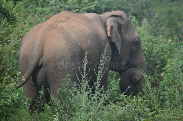 公牛象在乌达瓦拉韦N在ional公园,斯里斯里兰卡