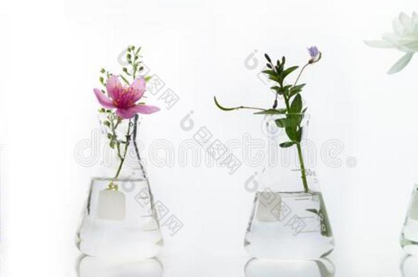 玻璃瓶和高脚杯和粉红色的白色的花和绿色的植物Burundi