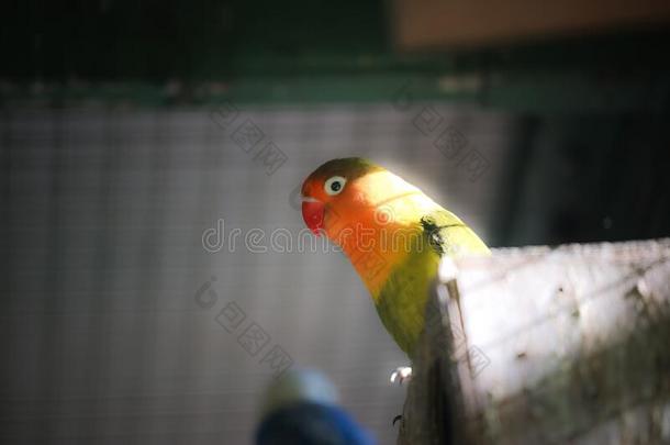 鸟笼子和美丽的绿色的-桔子相思鹦鹉和红色的-装腔作势地说