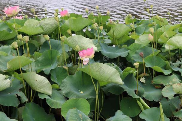 莲花植物采用一池塘.莲花花和大的绿色的le一ves