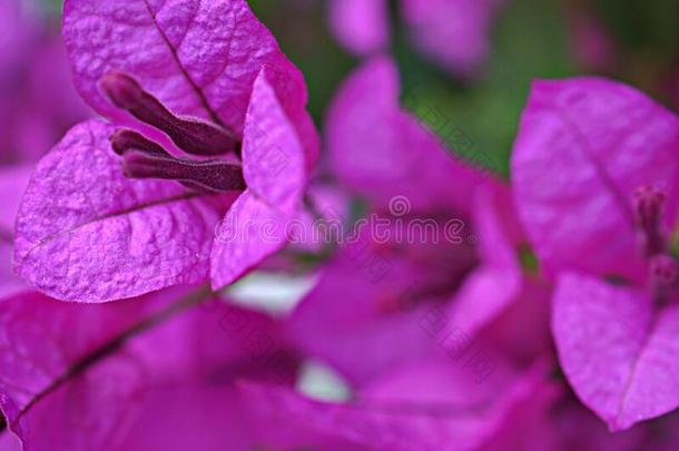 特写镜头紫色的叶子花属花和甜的颜色和软的FaroeIslands法罗群岛