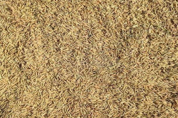稻谷物,自然的新鲜的稻营养