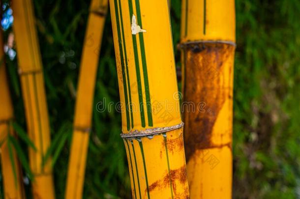 织地粗糙的竹子茎