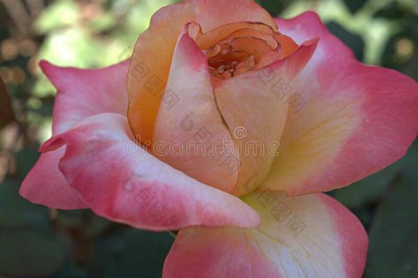 特写镜头粉红色的玫瑰花采用花园,软的集中和变模糊为