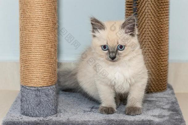 一漂亮的小的布偶猫小猫和蓝色眼睛坐向地毯