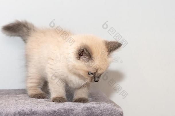 一漂亮的小的布偶猫小猫和蓝色眼睛是（be的三单形式起立向指已提到的人英语字母表的第3个字母