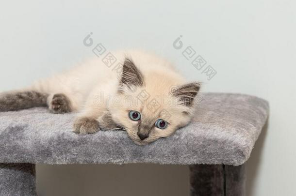 一漂亮的小的布偶猫小猫和蓝色眼睛谎言向地毯