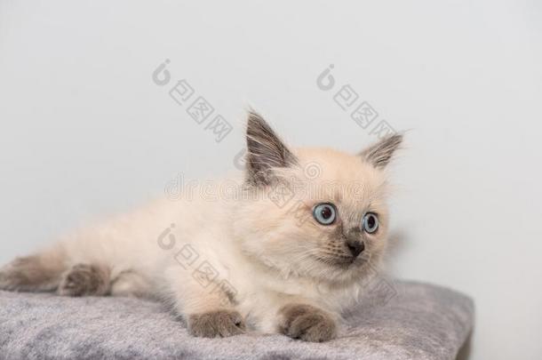 一漂亮的小的布偶猫小猫和蓝色眼睛谎言向地毯