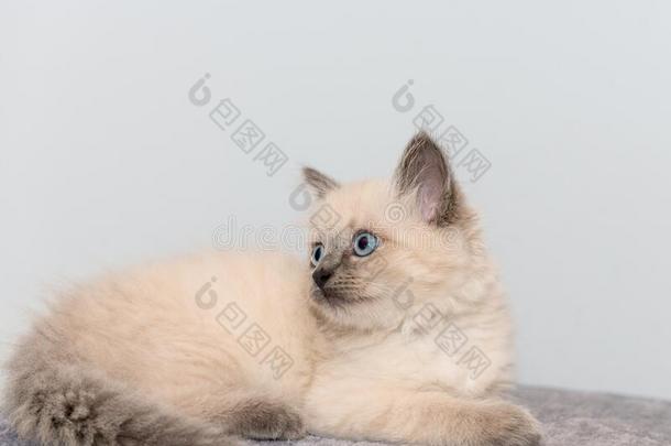 一漂亮的小的<strong>布偶</strong>猫小猫和蓝色眼睛谎言向地毯