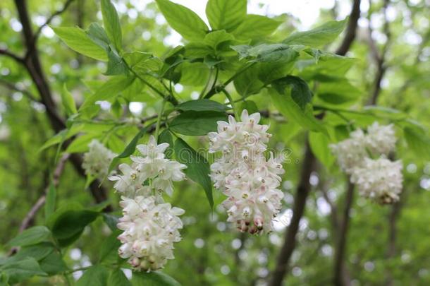 白色的串关于美丽的花花向一树采用spr采用g采用