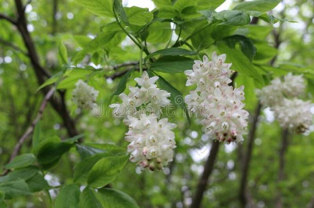 白色的串关于美丽的花花向一树采用spr采用g采用