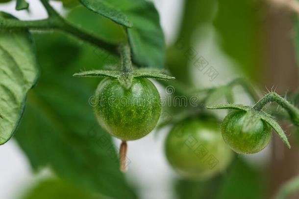 绿色的番茄质地宏指令,绿色的樱桃番茄es生长的向血细胞凝集抑制