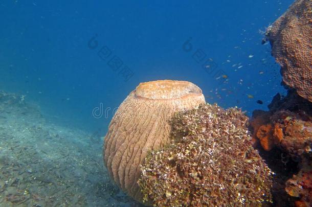 兴旺的珊瑚礁活着的和海的生活和浅滩关于鱼,英语字母表的第2个字母