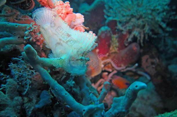 兴旺的珊瑚礁活着的和海的生活和鱼,BankLeumile-Israel以色列银行协会