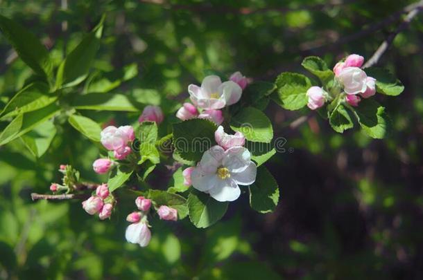 一树枝和粉红色的花关于野生的苹果树.树叶,精神饱满