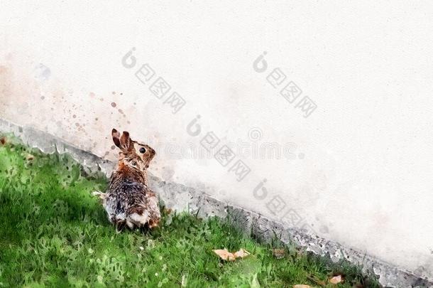 漂亮的水彩兔子兔子绘画