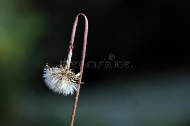 野生的花蒲公英