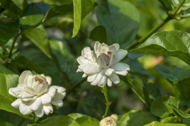 花照片关在上面关于茉莉花一g一rden