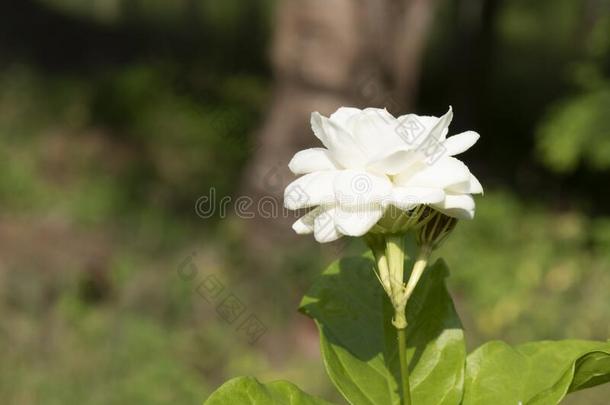 花照片关在上面关于是的一g一rden