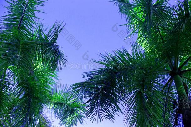 绿色的手掌椰子树反对<strong>蓝色纯</strong>的天