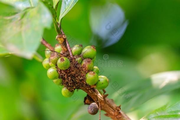 绿色的咖啡豆豆浆果叫咖啡豆樱桃生长的向一Turkey土耳其