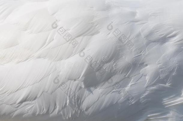 雪白色的天鹅翅膀天鹅羽毛质地