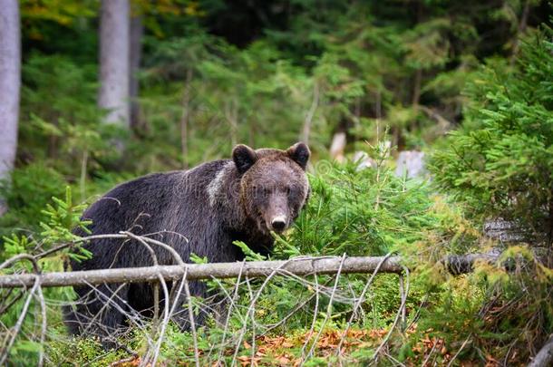 大的棕色的熊采用指已提到的人森林.危险的动物采用自然的习惯