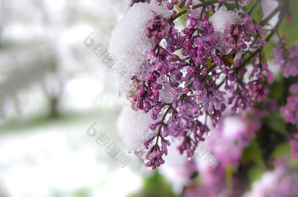 不合时宜的春<strong>季</strong>下雪掩蔽物丁香花属芽